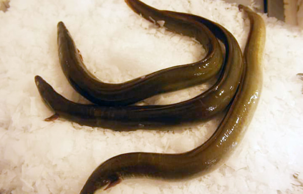 European Eel