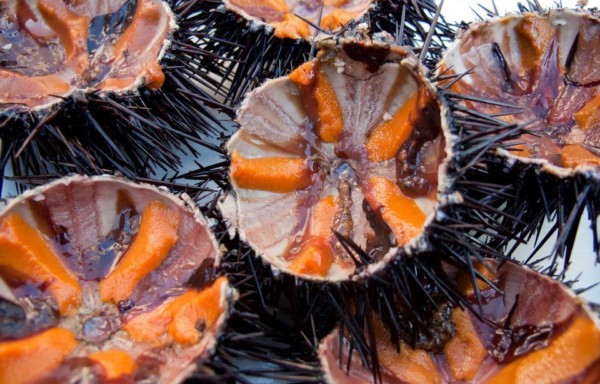 Sea Urchin Gonads