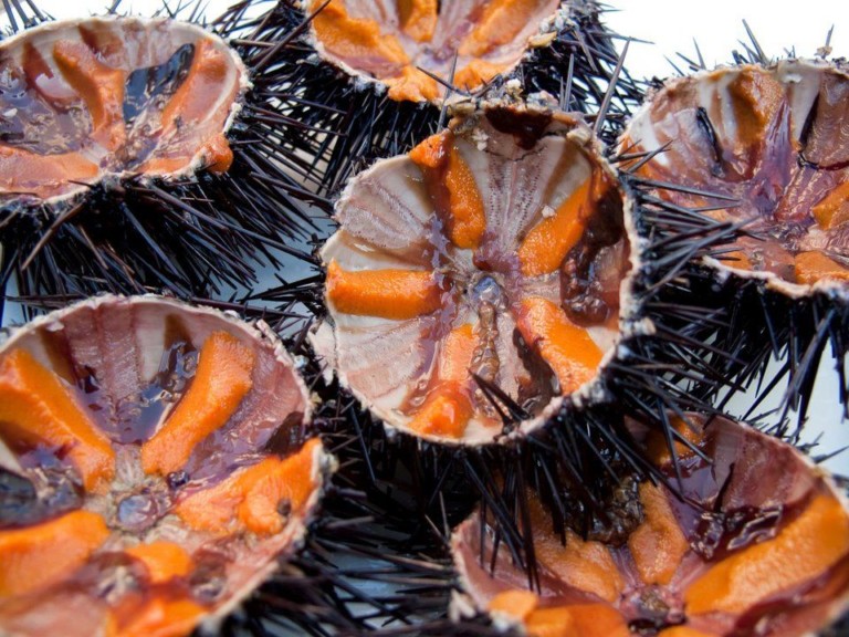 Sea Urchin Gonads ALASMAK ALALAMEEA TRADING