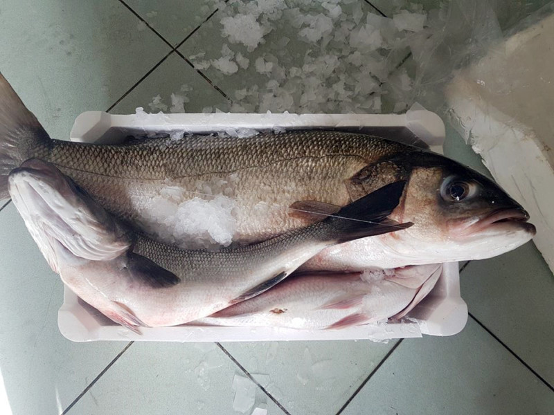 Sea Bass ALASMAK ALALAMEEA TRADING